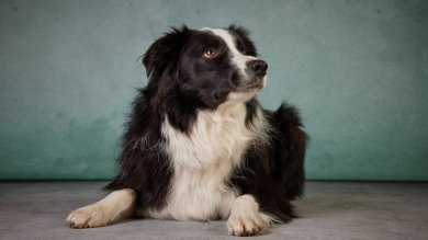 Vorlesehund Vorlesehund